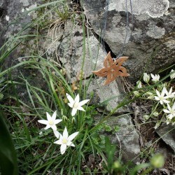 Modèle "Narcisse bicolore/biface - lanière coton"